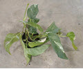 4" Epipremnum Pinnatum Variegated Albo  